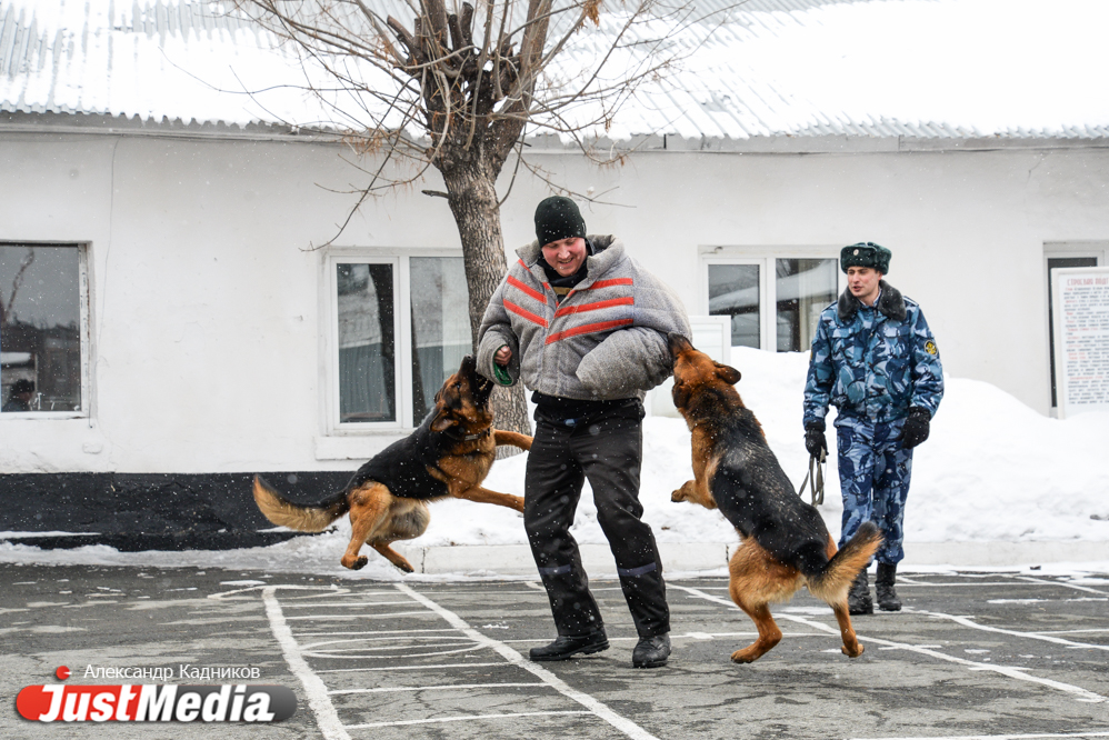 JustMedia.ru побывал в ИК-10, где увидел, как работают пушистые сотрудники ГУФСИН - Фото 11