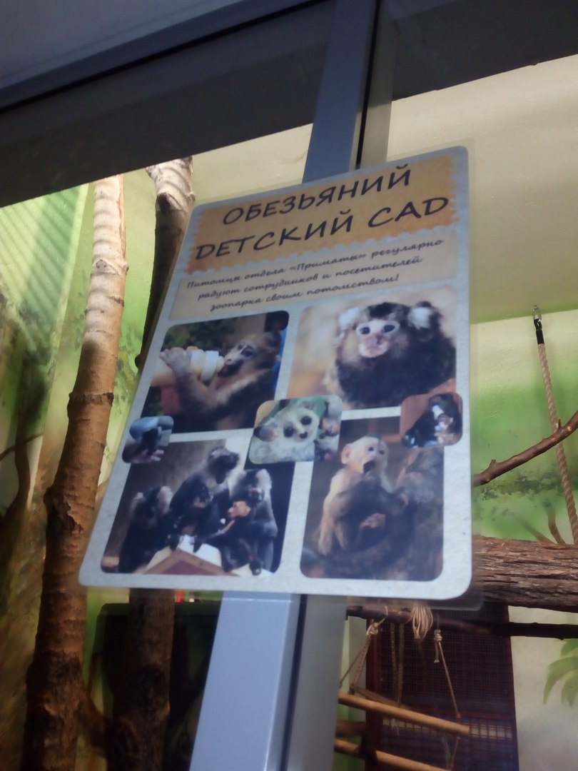 Все как у людей. В Екатеринбургском зоопарке открыли специальный детский сад для приматов - Фото 2