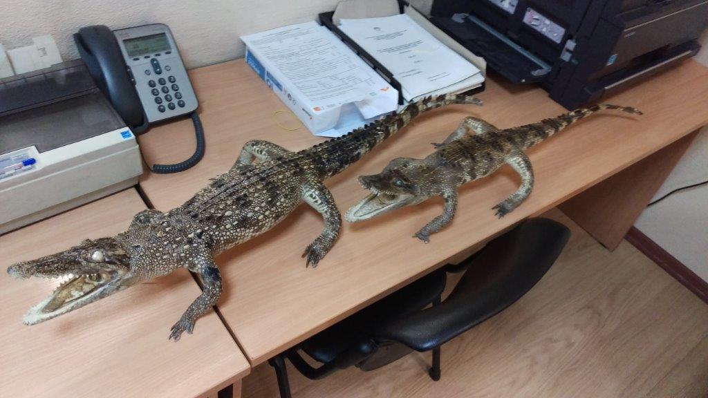 В Кольцово арестовали двух… крокодилов - Фото 2