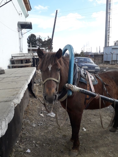 В ИК-3 на лошади пытались провезти сотовые телефоны. ФОТО - Фото 3