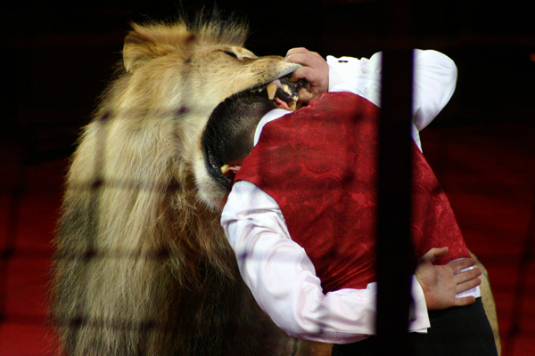 В Екатеринбургский цирк приезжают африканские львы - Фото 3