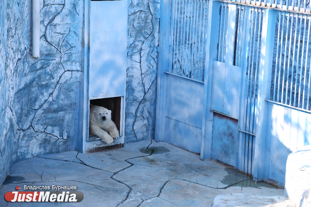 Белые медведи стали главными «звездами» Екатеринбургского зоопарка - Фото 2
