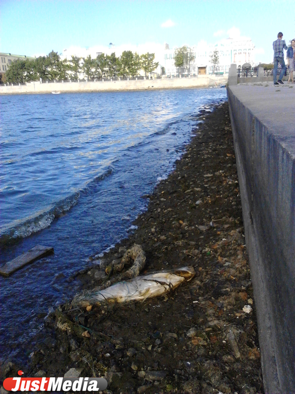 На Плотинке в центре Екатеринбурга к берегу прибило крупную рыбу - Фото 2