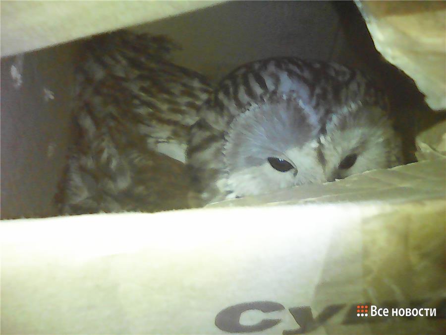 Нижнетагильские спасатели освободили сову, застрявшую в вентиляции - Фото 2