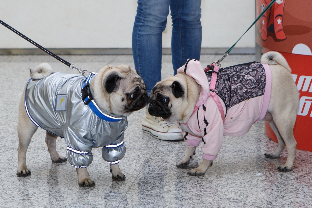 В Екатеринбурге состоялся модный показ собак-астронавтов - Фото 4