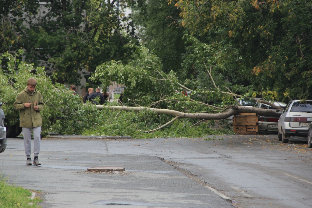 Сильный ночной ветер обрушил дерево на припаркованный автомобиль  - Фото 2