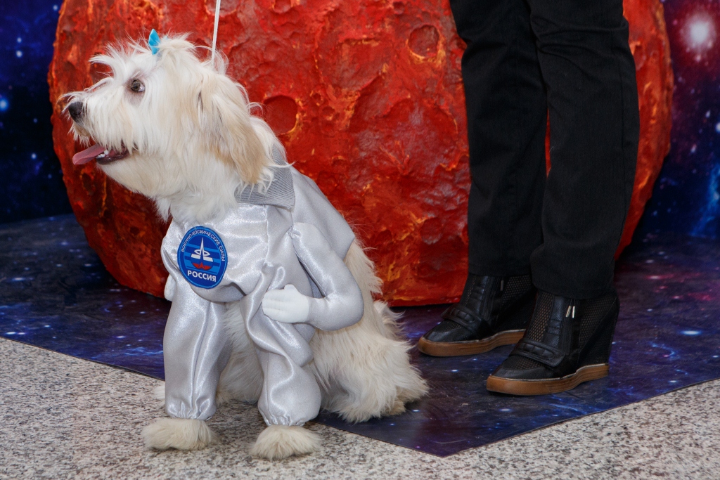 В Екатеринбурге состоялся модный показ собак-астронавтов - Фото 8