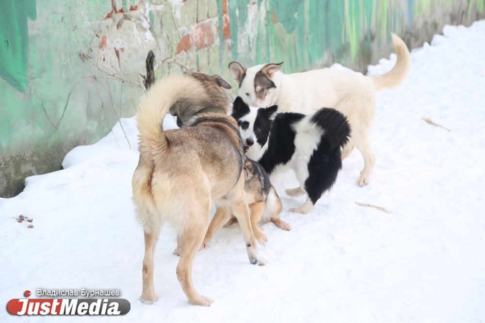 В Екатеринбурге устраивают тест-драйв бездомных собак, чтобы спасти им жизнь. СПЕЦПРОЕКТ - Фото 20