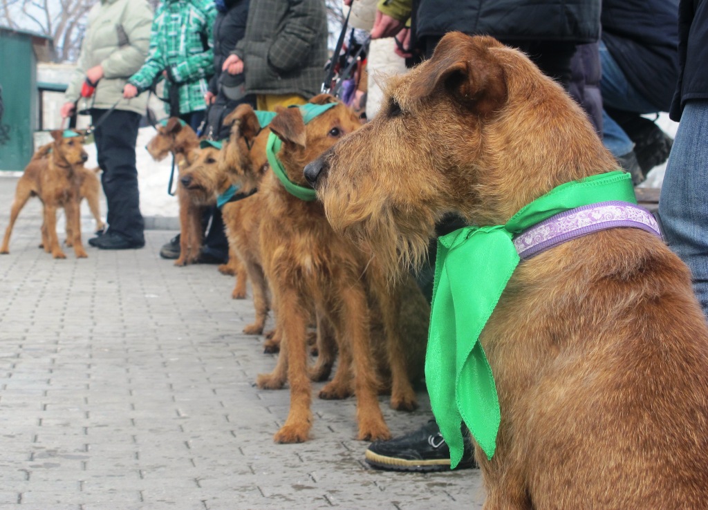 Парад в честь Дня Святого Патрика состоялся в Екатеринбурге - Фото 8