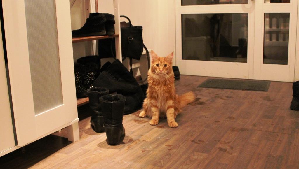В Екатеринбурге открылось место, где можно за деньги пообщаться с котами - Фото 2