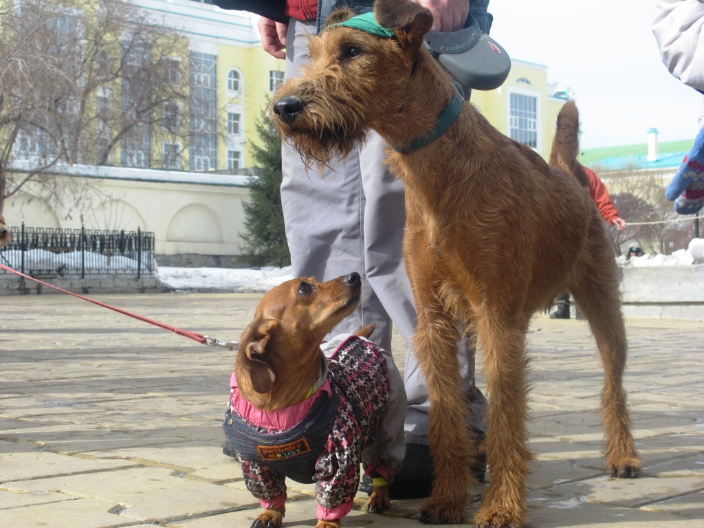 Парад в честь Дня Святого Патрика состоялся в Екатеринбурге - Фото 7
