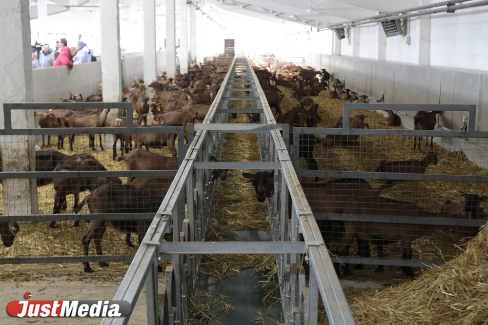 «На одного французского козла - 25 козочек». JustMedia побывал на екатеринбургской ферме. ФОТО. ВИДЕО - Фото 2