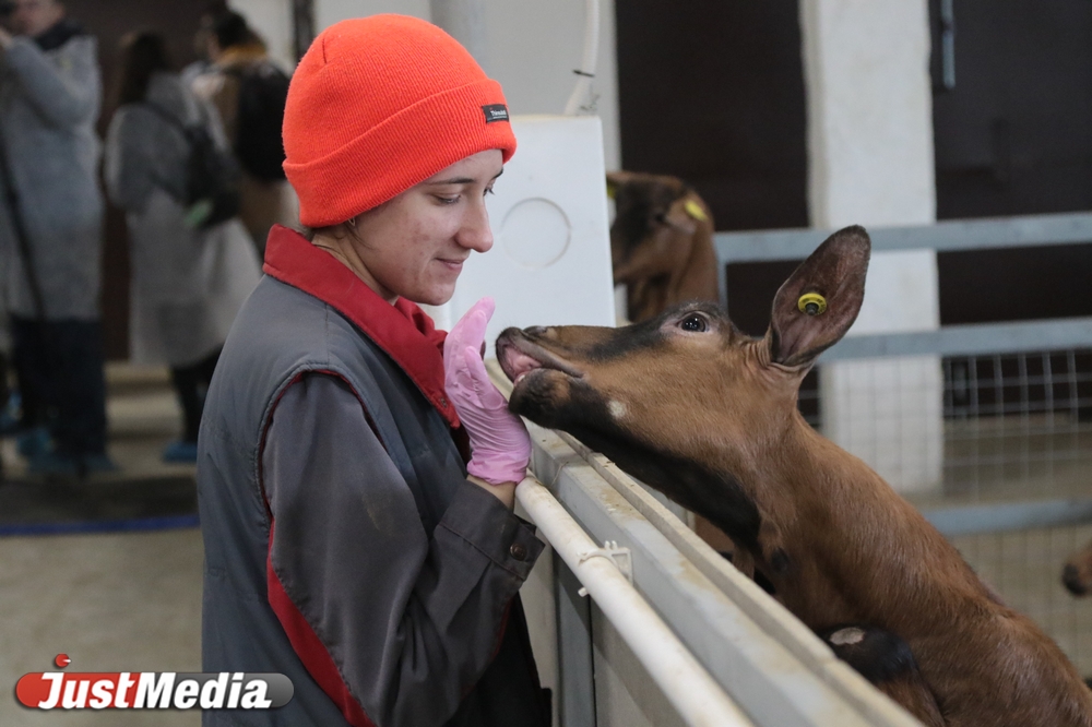 «На одного французского козла - 25 козочек». JustMedia побывал на екатеринбургской ферме. ФОТО. ВИДЕО - Фото 4