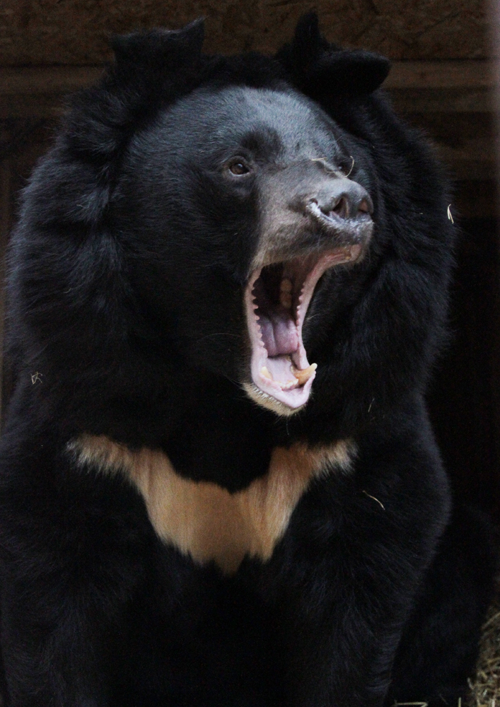 В Екатеринбургском зоопарке медведи возвращаются в берлоги с евроремонтом - Фото 4