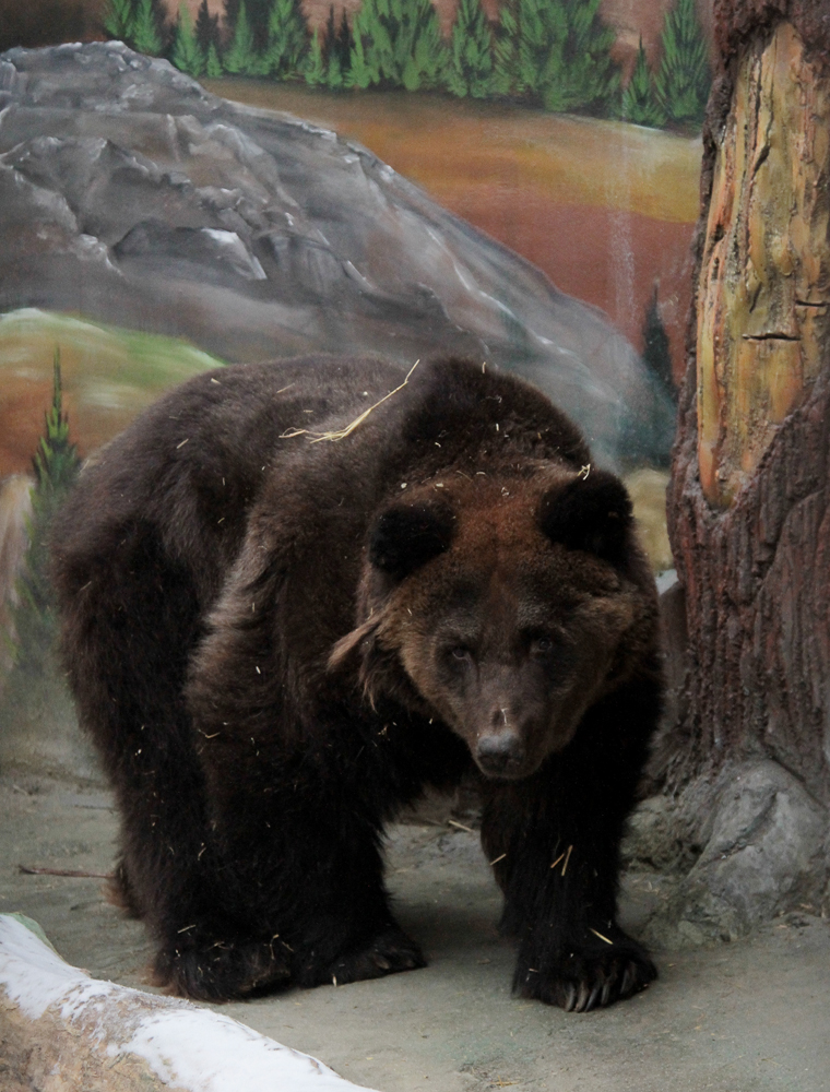 В Екатеринбургском зоопарке медведи возвращаются в берлоги с евроремонтом - Фото 2