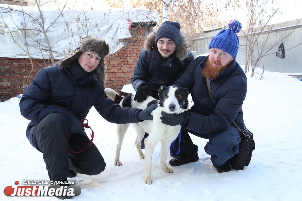 В Екатеринбурге устраивают тест-драйв бездомных собак, чтобы спасти им жизнь. СПЕЦПРОЕКТ - Фото 15