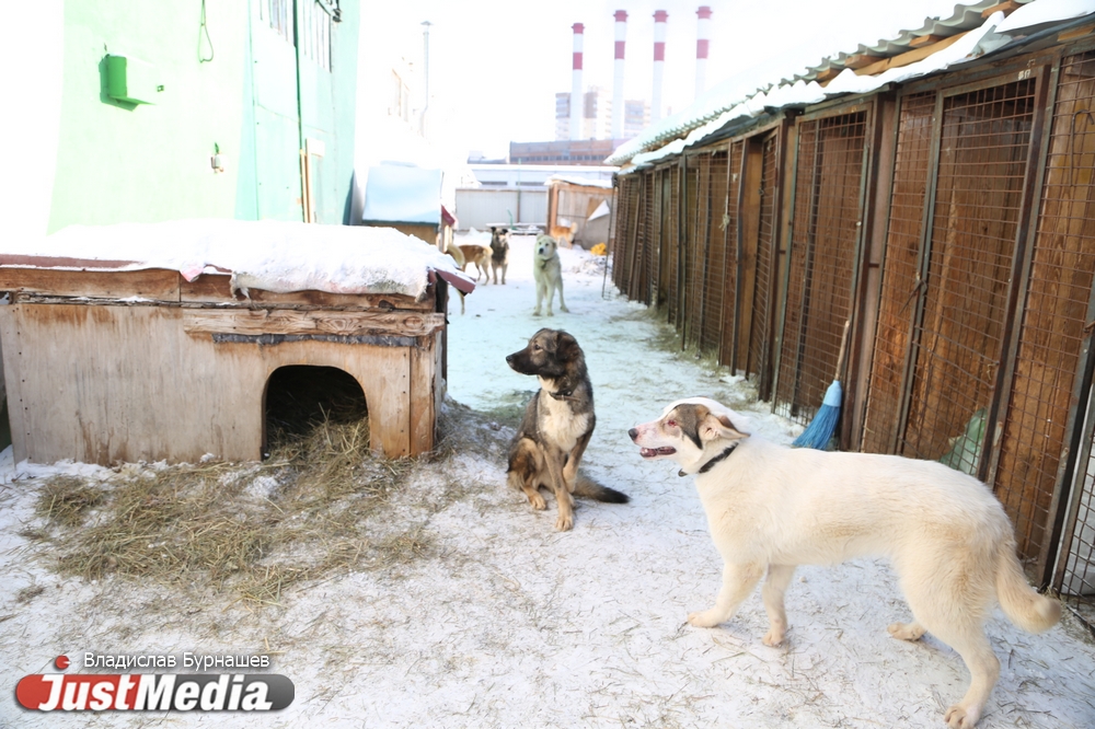 В Екатеринбурге устраивают тест-драйв бездомных собак, чтобы спасти им жизнь. СПЕЦПРОЕКТ - Фото 24