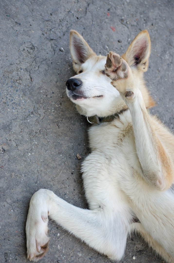 «В отличие от многих уличных четвероногих, она контактная и послушная». Молодая собака Элина ищет дом - Фото 3