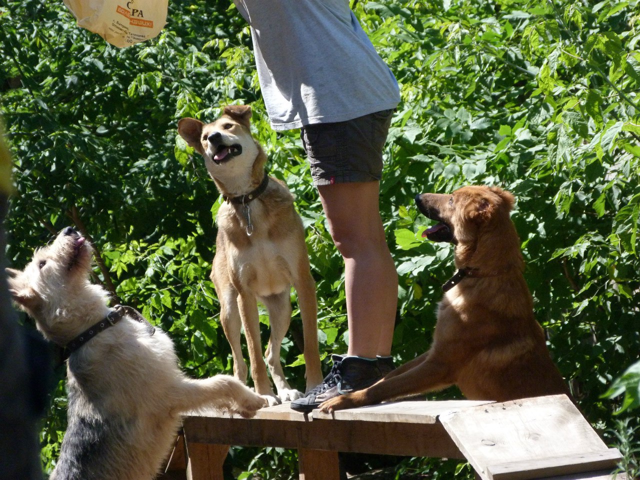 Екатеринбуржцев приглашают на именины бездомной собаки! - Фото 4
