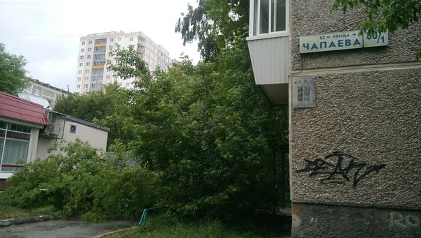 Рухнувшее дерево заблокировало единственный выезд из двора в Екатеринбурге - Фото 2