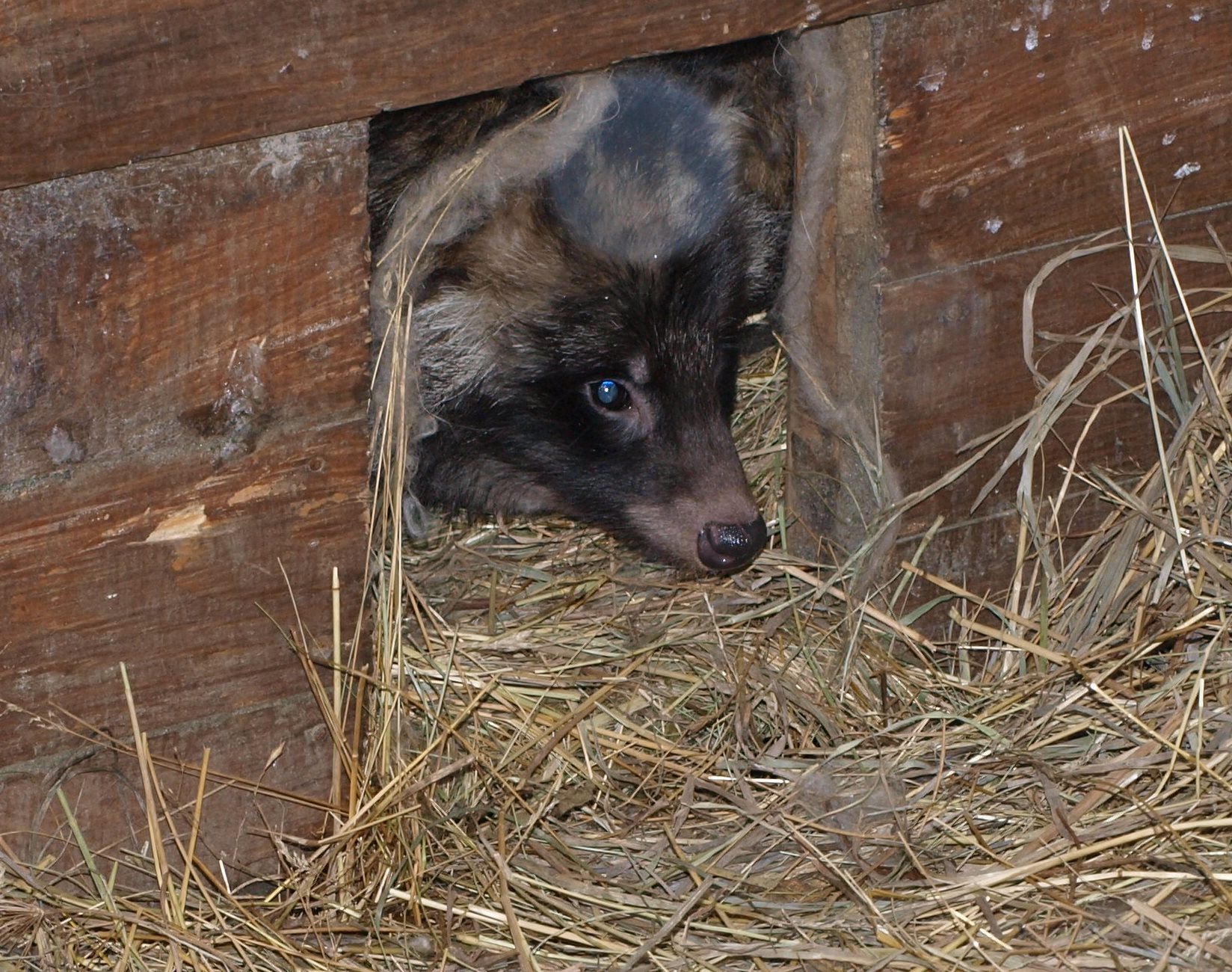 В контактном зоопарке ЦПКиО проснулись енотовидные собаки и еноты - Фото 3