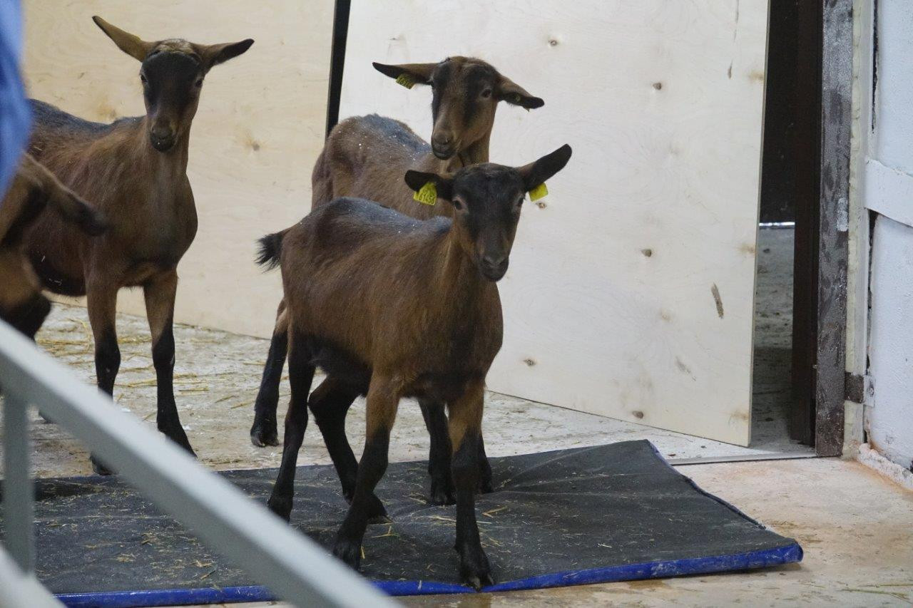 В новое хозяйство «УГМК-Агро» завезли стадо альпийских коз стоимостью 1 млн €. ФОТО, ВИДЕО, ИНФОГРАФИКА - Фото 2