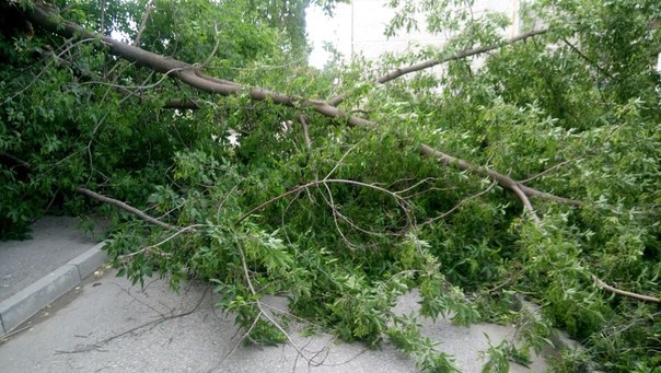 Рухнувшее дерево заблокировало единственный выезд из двора в Екатеринбурге - Фото 3