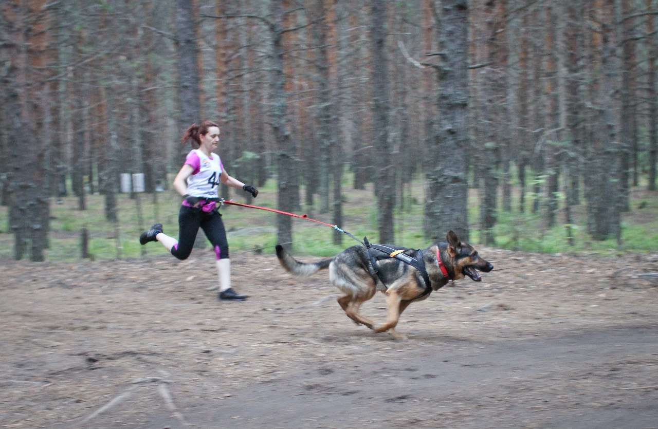 В Свердловской области выявят самых быстрых ездовых собак и их хозяев - Фото 2