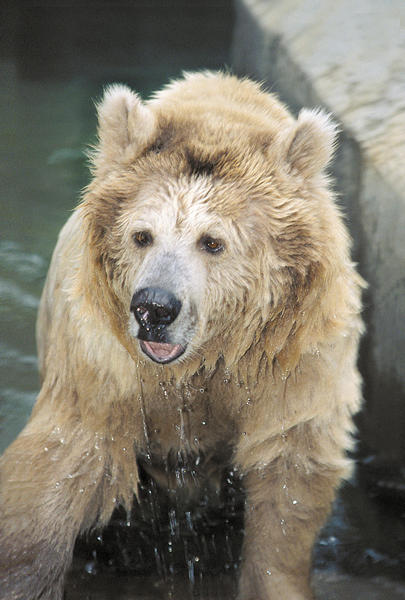 Белые медведи стали главными «звездами» Екатеринбургского зоопарка - Фото 4