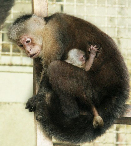 Все как у людей. В Екатеринбургском зоопарке открыли специальный детский сад для приматов - Фото 5