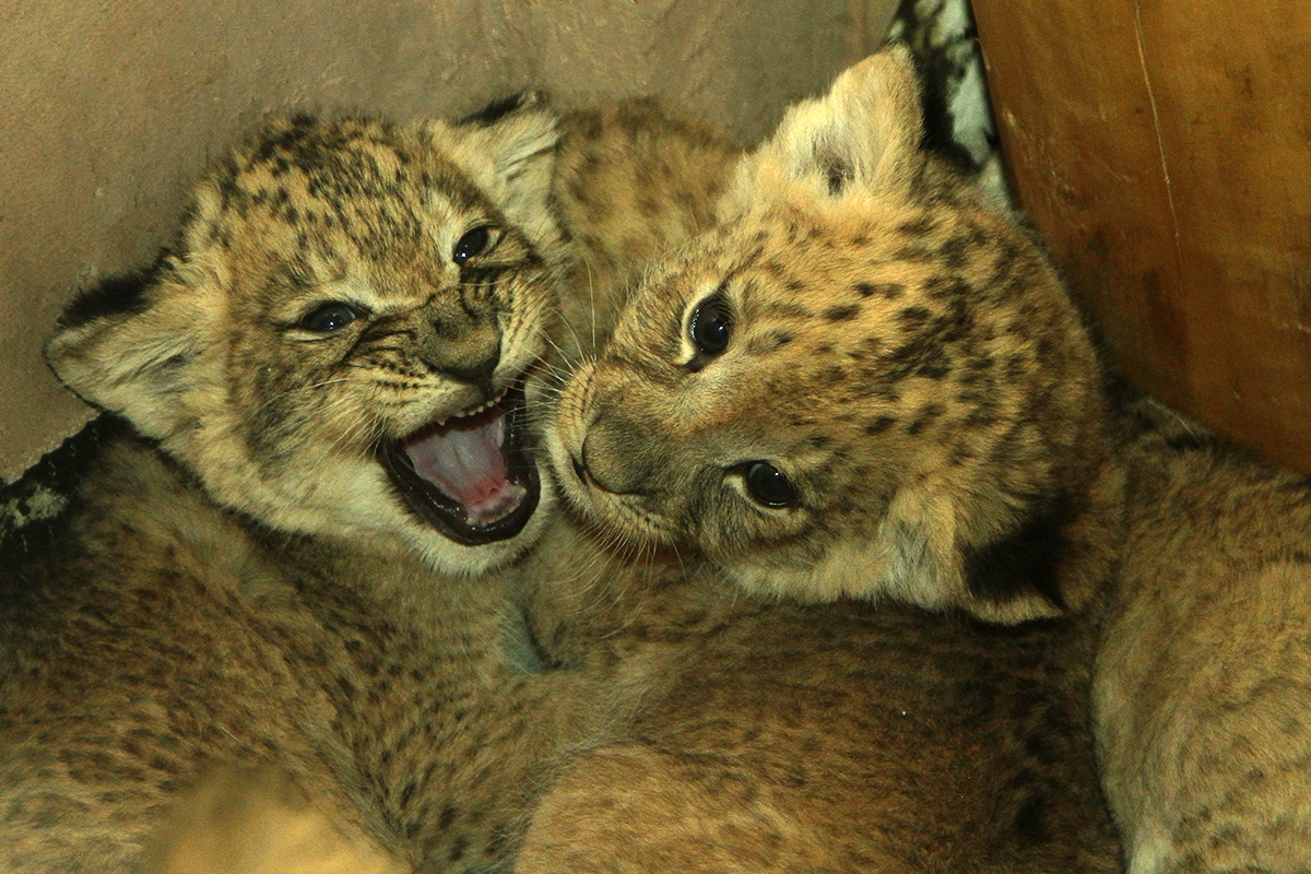В Екатеринбургском зоопарке родились три львенка. ФОТО - Фото 2