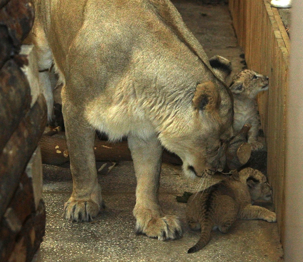 В Екатеринбургском зоопарке родились три львенка. ФОТО - Фото 3