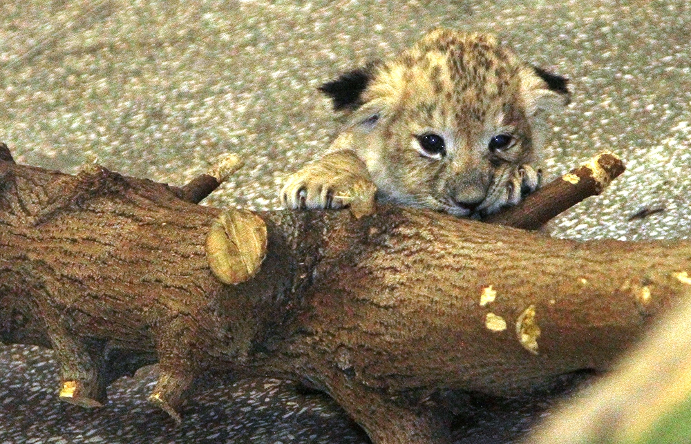 В Екатеринбургском зоопарке родились три львенка. ФОТО - Фото 5
