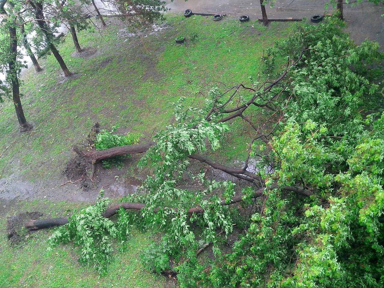 Упавшее на дорогу дерево перекрыло движение в центре Екатеринбурга и заставило водителей нарушать ПДД - Фото 2