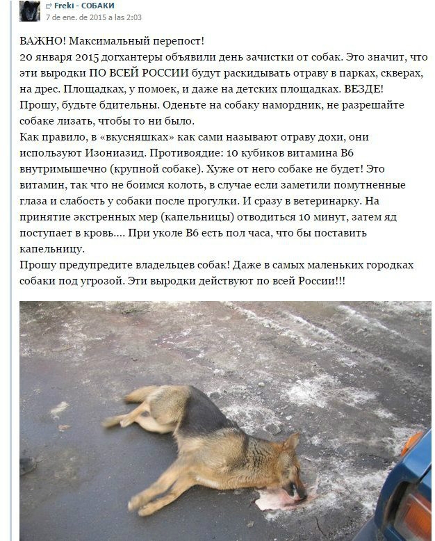 В Среднеуральске по дороге на дачу екатеринбуржец застрелил собаку. Еще одна — получила ранение - Фото 2