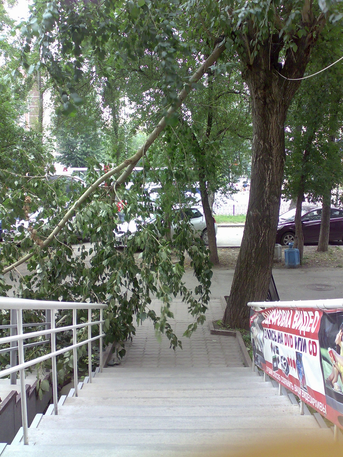 В Екатеринбурге сломанная ветка тополя перегородила работникам фотостудии вход на работу - Фото 2