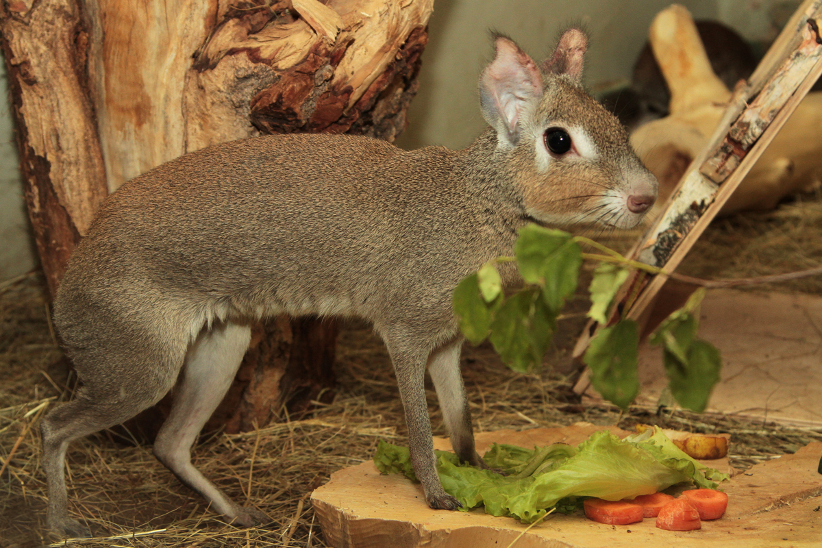 Патагонские зайцы поселились в Екатеринбургском зоопарке - Фото 3