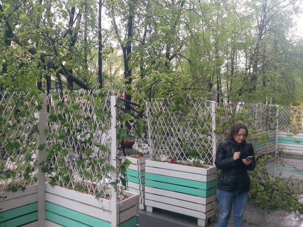 В центре Екатеринбурга дерево рухнуло на летнюю веранду кафе - Фото 3