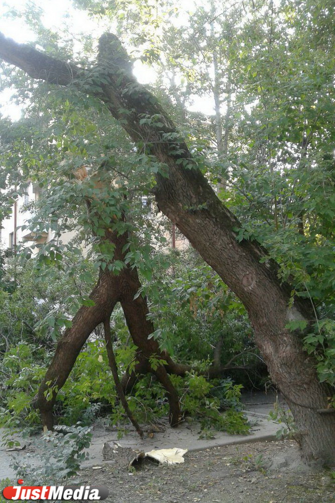 Рухнувшее дерево перегородило тротуар перед управлением МВД по Екатеринбургу. ФОТО - Фото 3
