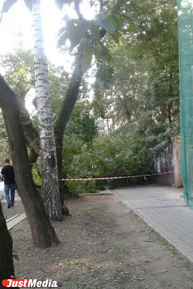 Рухнувшее дерево перегородило тротуар перед управлением МВД по Екатеринбургу. ФОТО - Фото 4