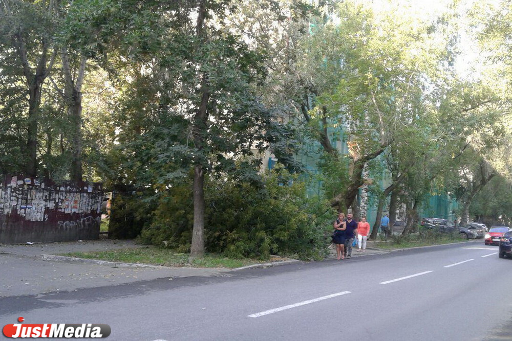 Рухнувшее дерево перегородило тротуар перед управлением МВД по Екатеринбургу. ФОТО - Фото 2