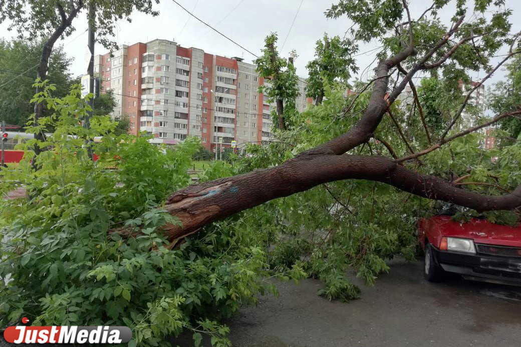 В Пионерском поселке во время грозы у входа в магазин рухнуло дерево и придавило ВАЗ - Фото 2