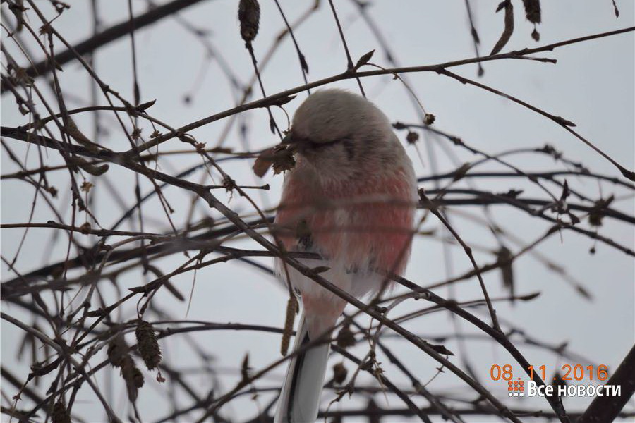 Экзотическая птица-отшельник залетела в Нижний Тагил. ФОТО - Фото 2