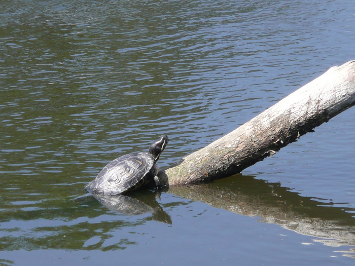 В городском пруду поселилась черепаха. ФОТО - Фото 2