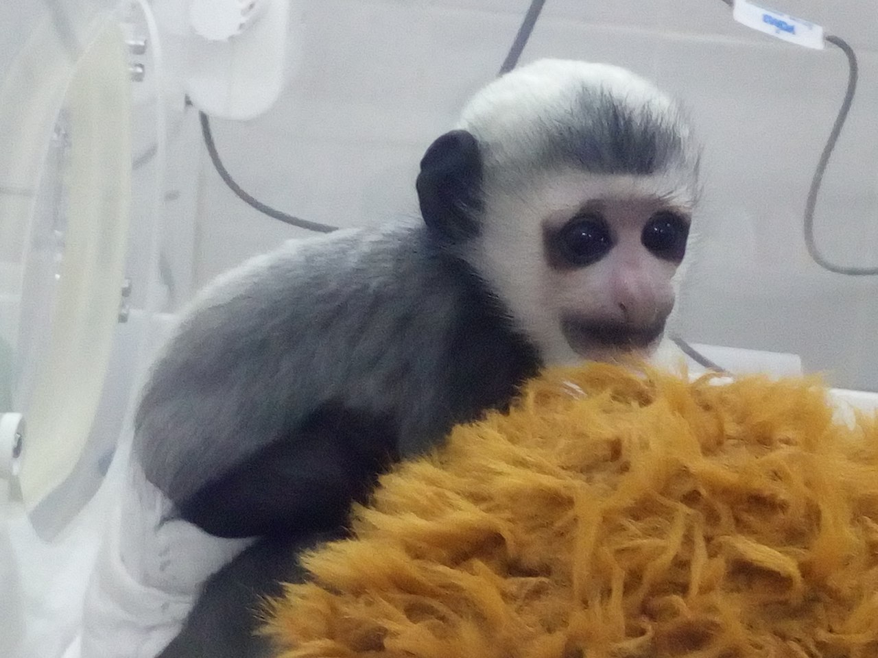 Все как у людей. В Екатеринбургском зоопарке открыли специальный детский сад для приматов - Фото 4