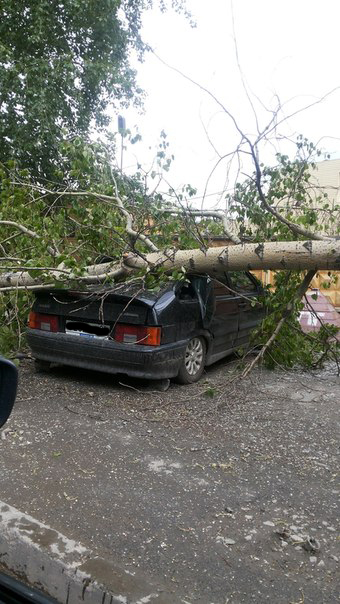 Тополя объявили войну транспорту! На Уралмаше дерево повредило четыре машины, на Сортировке — остановило трамваи  - Фото 5