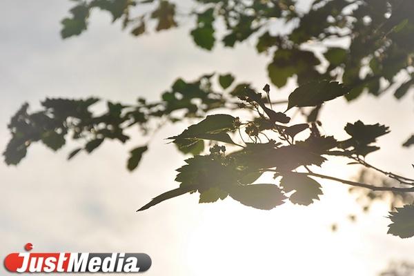 К середине недели в Екатеринбург вернется тепло. Днем плюс до 28 - Фото 1