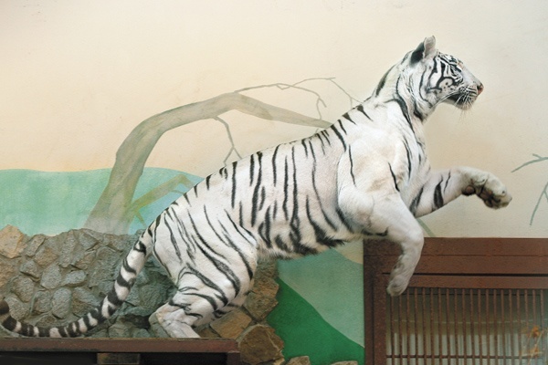 В Екатеринбургском зоопарке — прибавление в семействе белых тигров - Фото 1