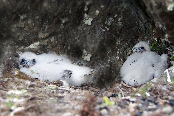 В Висимском заповеднике птенцы сапсанов благополучно покинули гнездо - Фото 1