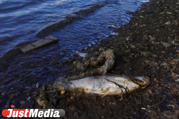 На Плотинке в центре Екатеринбурга к берегу прибило крупную рыбу - Фото 1
